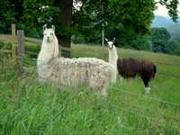 Llamas near Sapperton
