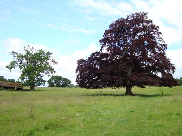Mature trees in pasture near Stanway