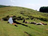 Ponies on Mynydd Henllys north of Twmbarlwm