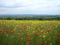 Colourful Field towards Chastleton House