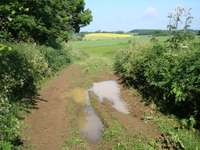 Route through fields near Hazleton Manor - wet from overnight rain