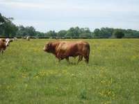 Close encounter with a bull