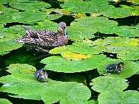Ducklings on disused canal, now a nature reserve, at
Forest Farm, Cardiff