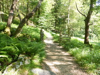 Watkin Path through Woods